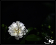 Wild-Rose-DSD-Professional_Photography